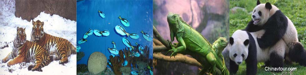 beijing_zoo